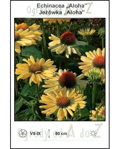 Echinacea-Aloha.jpg Echinacea-Aloha.jpg