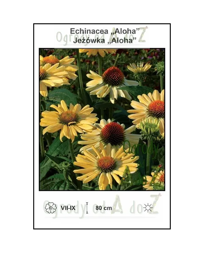 Echinacea-Aloha.jpg Echinacea-Aloha.jpg