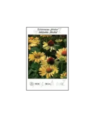 Echinacea-Aloha.jpg Echinacea-Aloha.jpg
