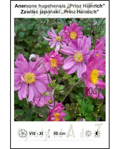 Anemone-hupehensis-Prinz-Heinrich.jpg