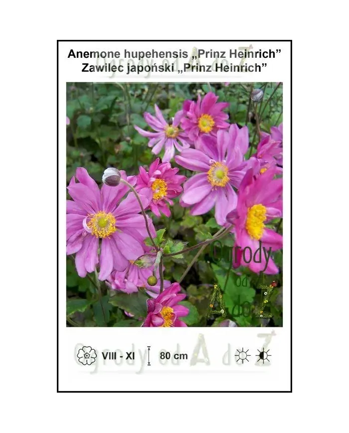 Anemone-hupehensis-Prinz-Heinrich.jpg