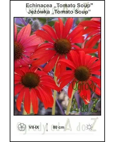 Echinacea-Tomato-Soup.jpg Echinacea-Tomato-Soup.jpg