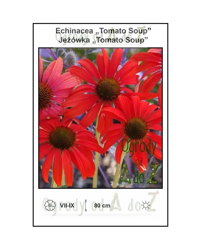 Echinacea-Tomato-Soup.jpg Echinacea-Tomato-Soup.jpg