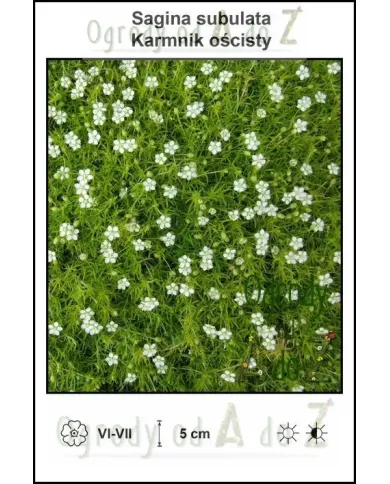 Sagina-subulata.jpg