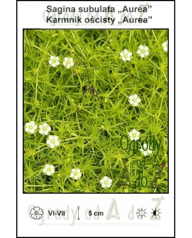 Sagina-subulata-Aurea.jpg