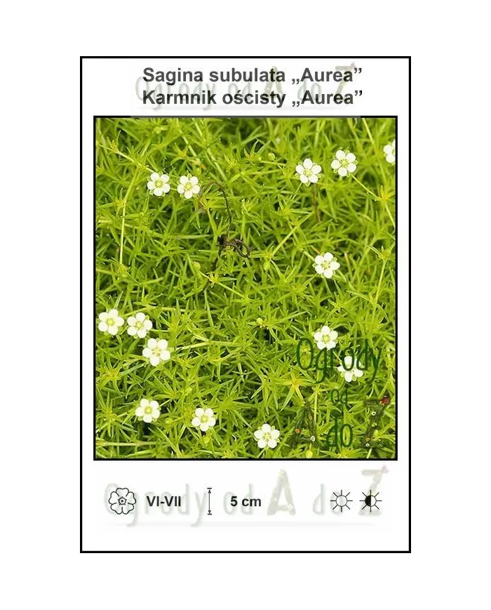 Sagina-subulata-Aurea.jpg