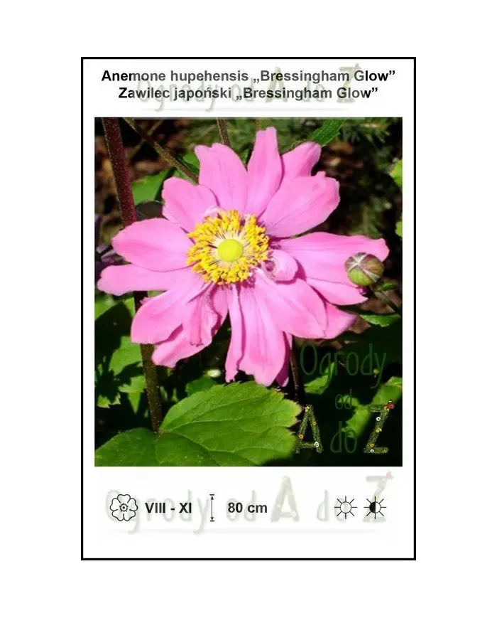 Anemone-hupehensis-Bressingham-Glow.jpg