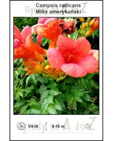 Campsis-radicans.jpg Campsis-radicans.jpg