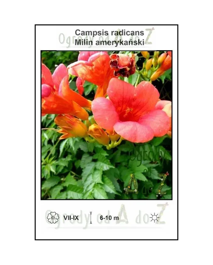 Campsis-radicans.jpg Campsis-radicans.jpg