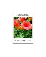 Campsis-radicans.jpg