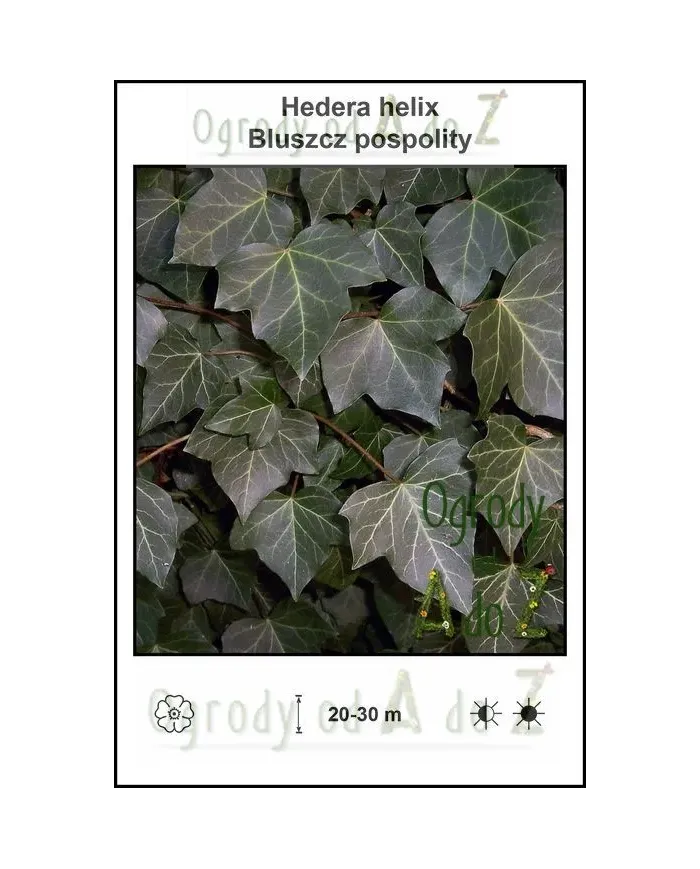 Hedera-helix.jpg