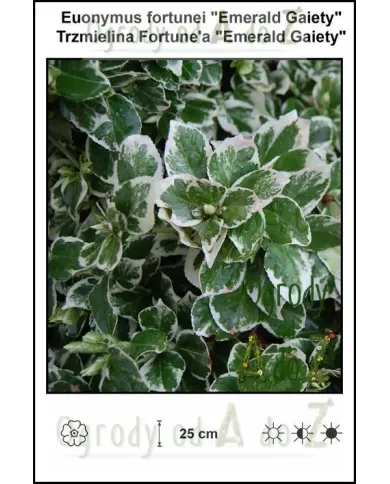 Euonymus-fortunei-Emerald-Gaiety.jpg Euonymus-fortunei-Emerald-Gaiety.jpg