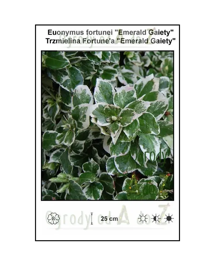 Euonymus-fortunei-Emerald-Gaiety.jpg Euonymus-fortunei-Emerald-Gaiety.jpg