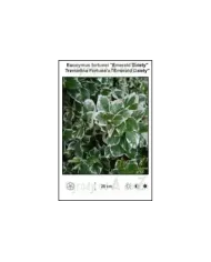 Euonymus-fortunei-Emerald-Gaiety.jpg Euonymus-fortunei-Emerald-Gaiety.jpg