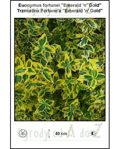 Euonymus-fortunei-Emerald-n-Gold.jpg Euonymus-fortunei-Emerald-n-Gold.jpg