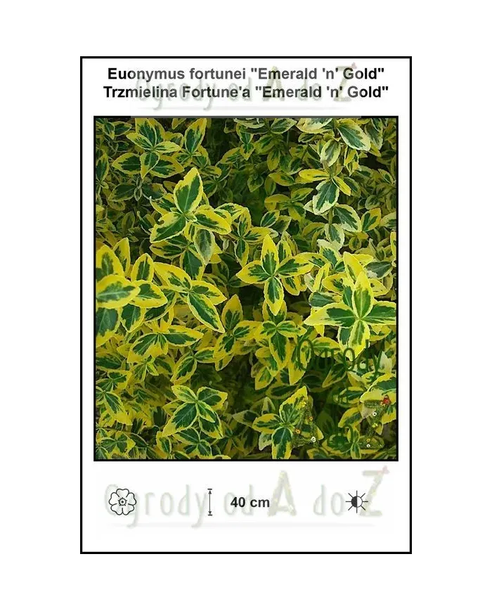 Euonymus-fortunei-Emerald-n-Gold.jpg Euonymus-fortunei-Emerald-n-Gold.jpg
