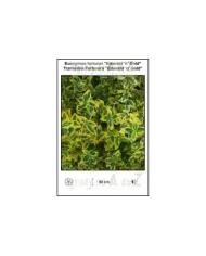 Euonymus-fortunei-Emerald-n-Gold.jpg
