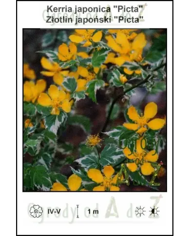 Kerria-japonica-Picta.jpg Kerria-japonica-Picta.jpg