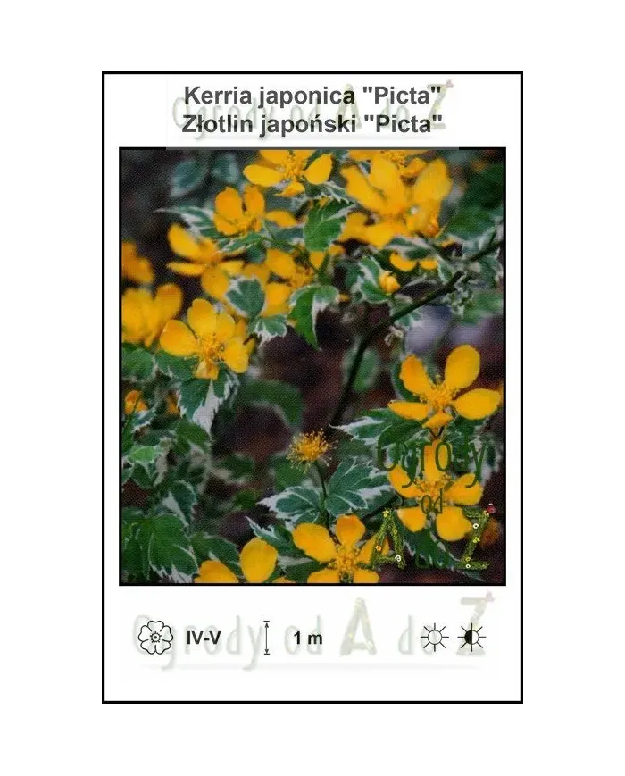 Kerria-japonica-Picta.jpg Kerria-japonica-Picta.jpg