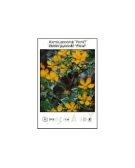 Kerria-japonica-Picta.jpg Kerria-japonica-Picta.jpg