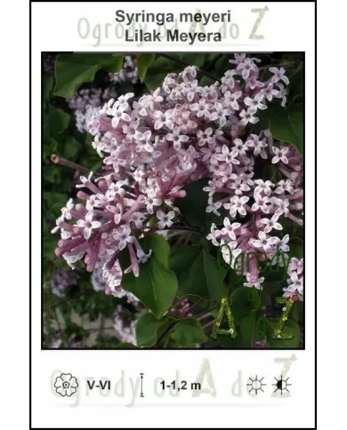 Syringa-meyeri.jpg Syringa-meyeri.jpg