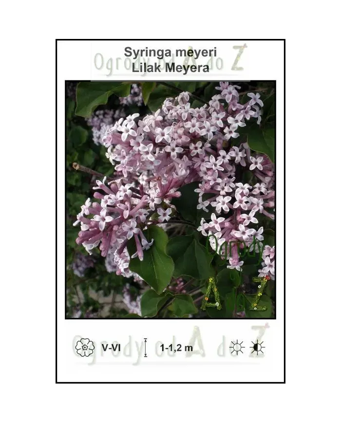 Syringa-meyeri.jpg Syringa-meyeri.jpg