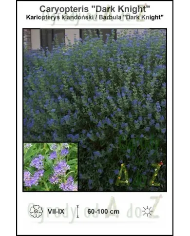 Caryopteris-Dark-Knight.jpg Caryopteris-Dark-Knight.jpg