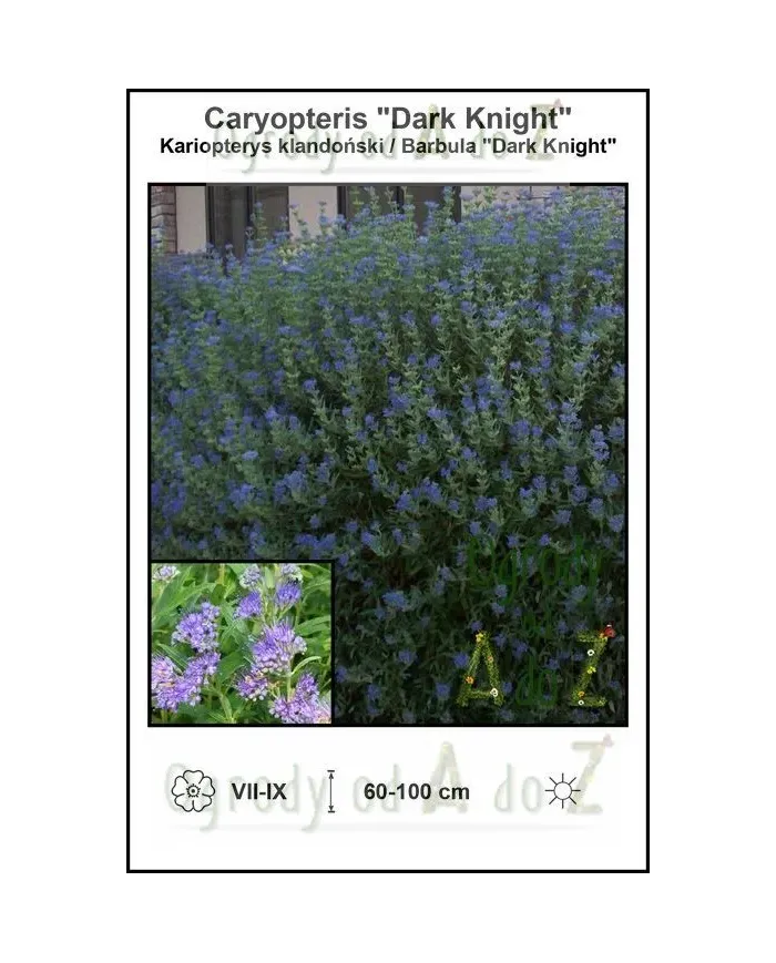 Caryopteris-Dark-Knight.jpg