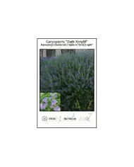Caryopteris-Dark-Knight.jpg