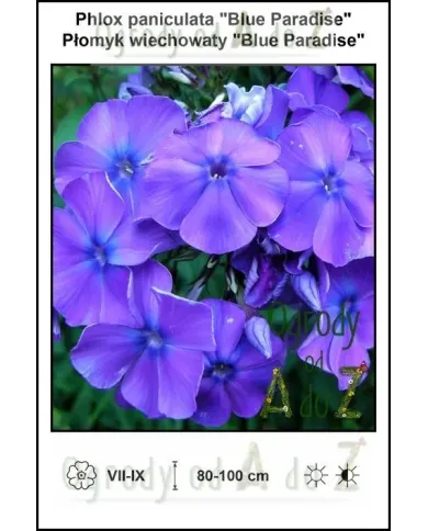 Phlox-paniculata-Blue-Paradise.jpg