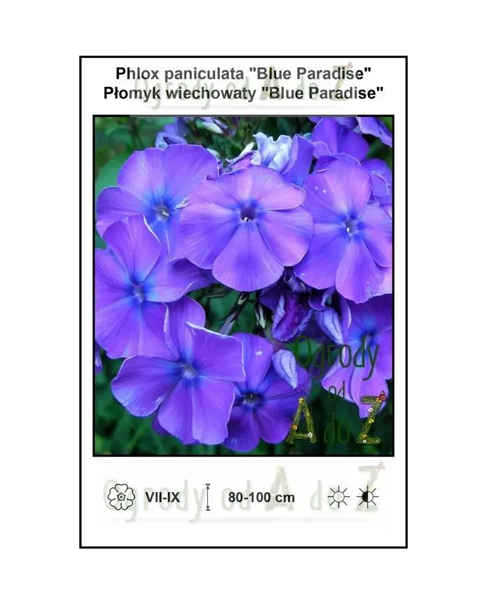Phlox-paniculata-Blue-Paradise.jpg