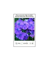 Phlox-paniculata-Blue-Paradise.jpg