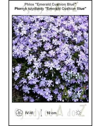 Phlox-Emerald-Cushion-Blue.jpg