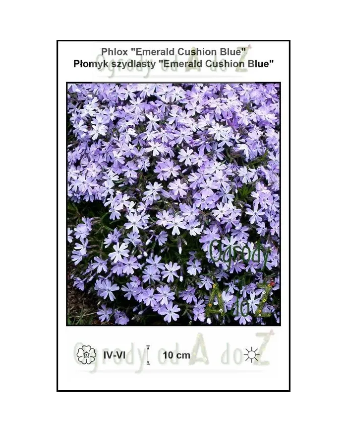 Phlox-Emerald-Cushion-Blue.jpg