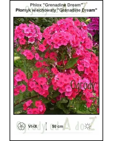Phlox-Grenadine-Dream.jpg Phlox-Grenadine-Dream.jpg