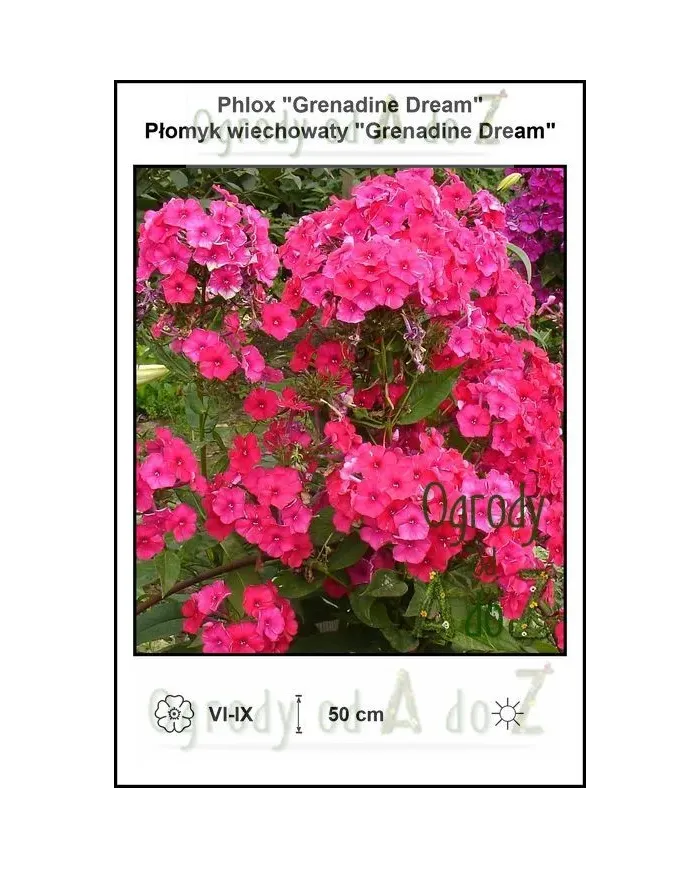 Phlox-Grenadine-Dream.jpg