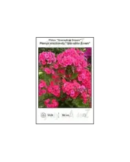 Phlox-Grenadine-Dream.jpg