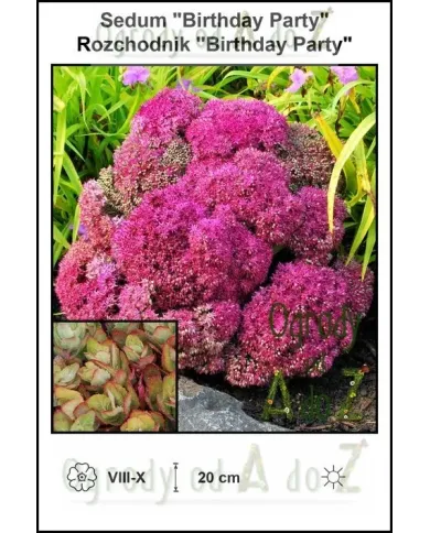 Sedum-Birthday-Party.jpg Sedum-Birthday-Party.jpg