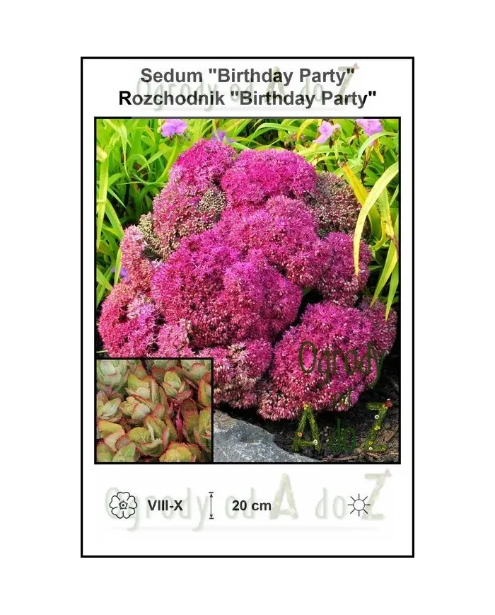 Sedum-Birthday-Party.jpg Sedum-Birthday-Party.jpg