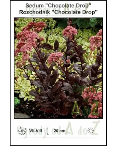 Sedum-Chocolate-Drop.jpg Sedum-Chocolate-Drop.jpg