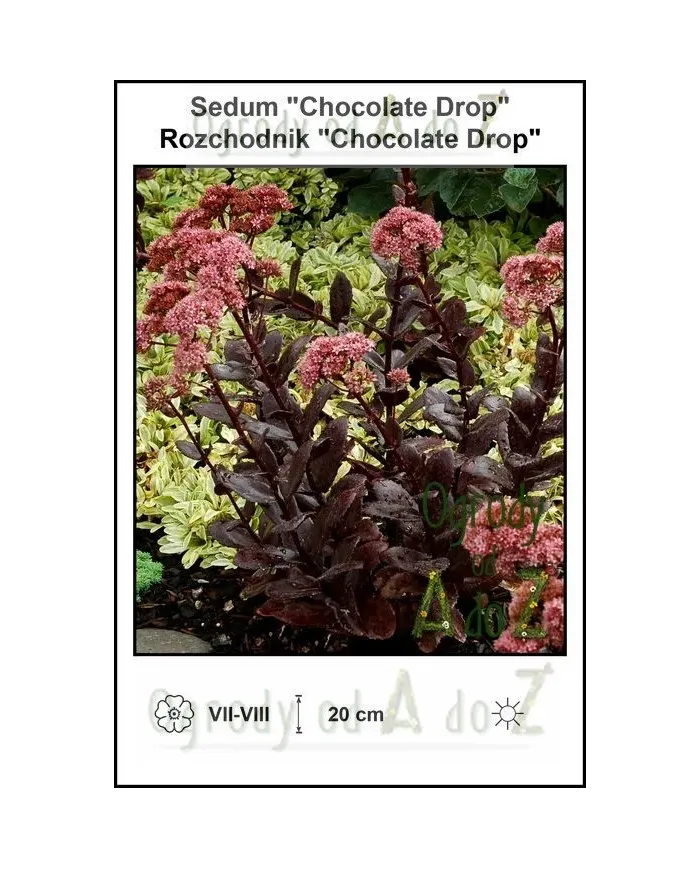 Sedum-Chocolate-Drop.jpg