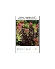Sedum-Chocolate-Drop.jpg