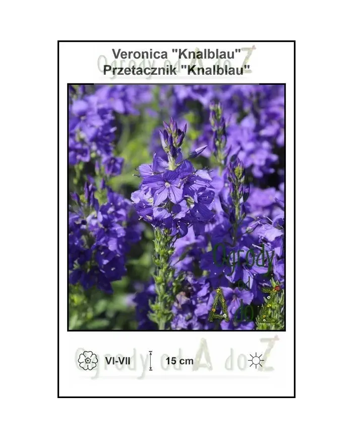 Veronica-Knalblau.jpg Veronica-Knalblau.jpg