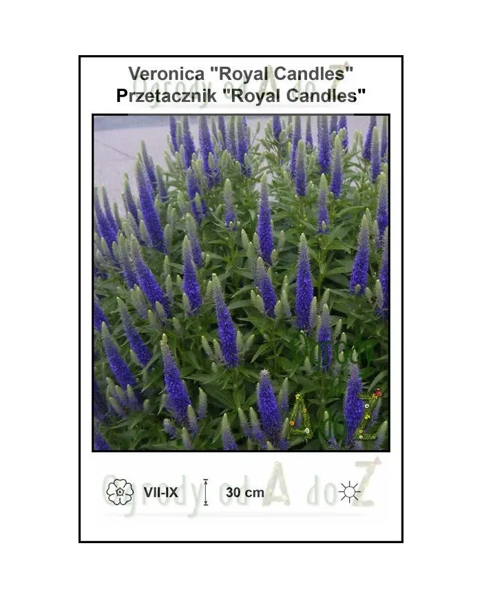 Veronica-Royal-Candles.jpg
