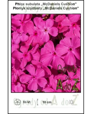 Phlox-subulata-McDaniels-Cushion.jpg Phlox-subulata-McDaniels-Cushion.jpg