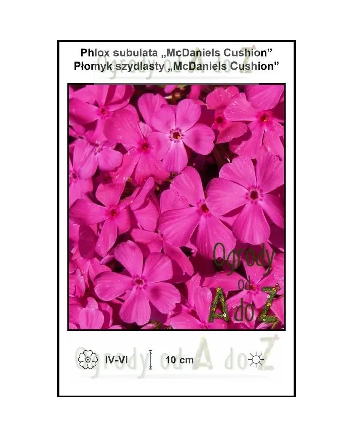 Phlox-subulata-McDaniels-Cushion.jpg