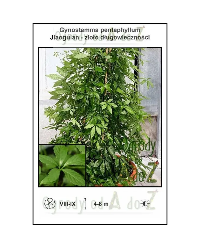 Gynostemma-pentaphyllum.jpg