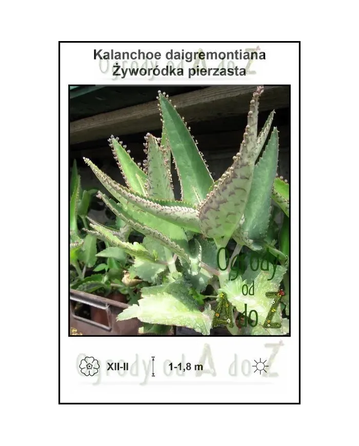 Kalanchoe-daigremontiana.jpg