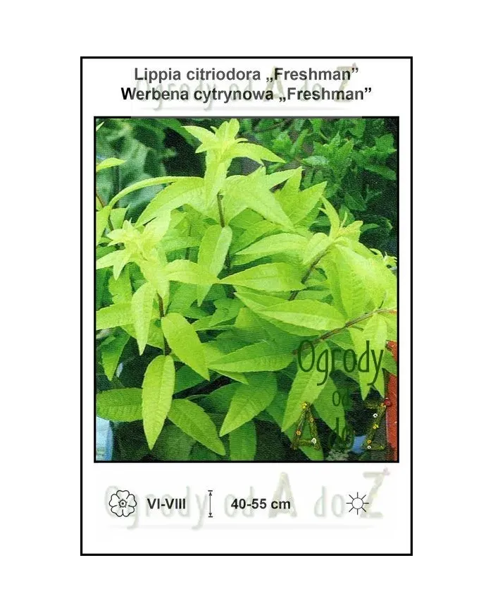 Lippia-citriodora-Freshman.jpg