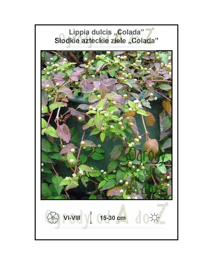 Lippia-dulcis-Colada.jpg